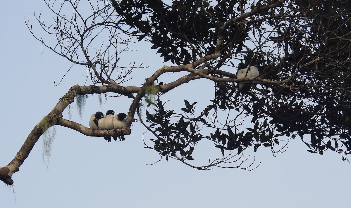 Bismarck Woodswallow - ML490422181