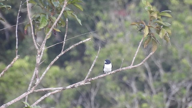 Bismarck Woodswallow - ML490422611