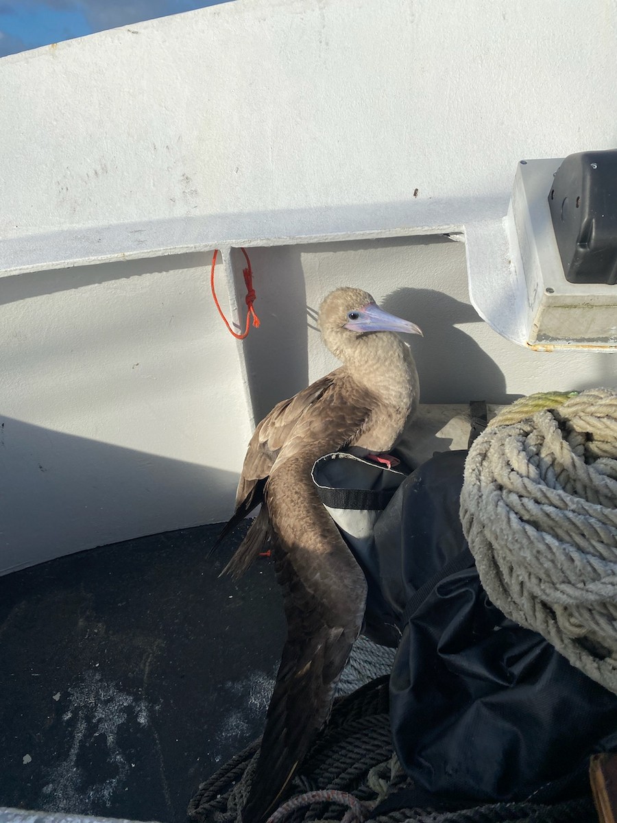 Red-footed Booby - ML490422951