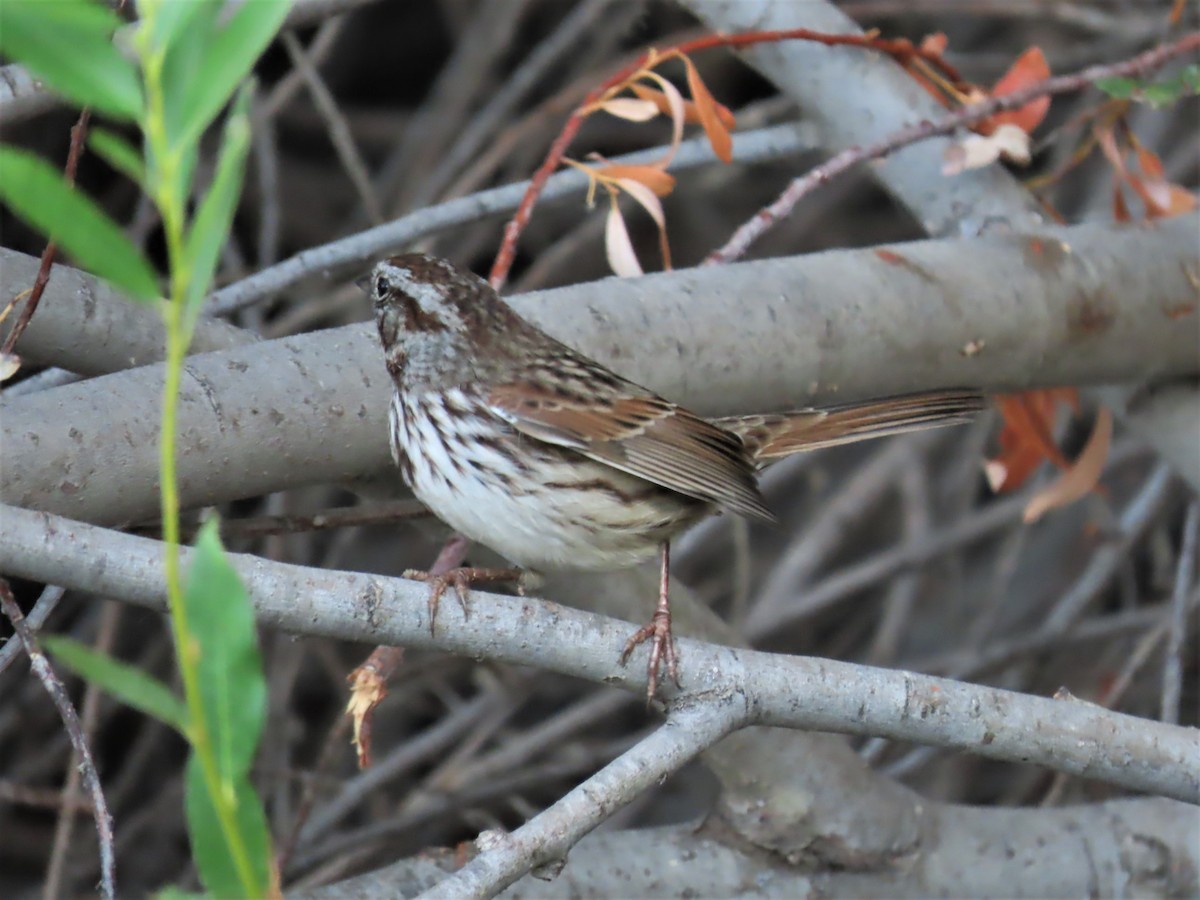 Song Sparrow (heermanni Group) - ML490423551