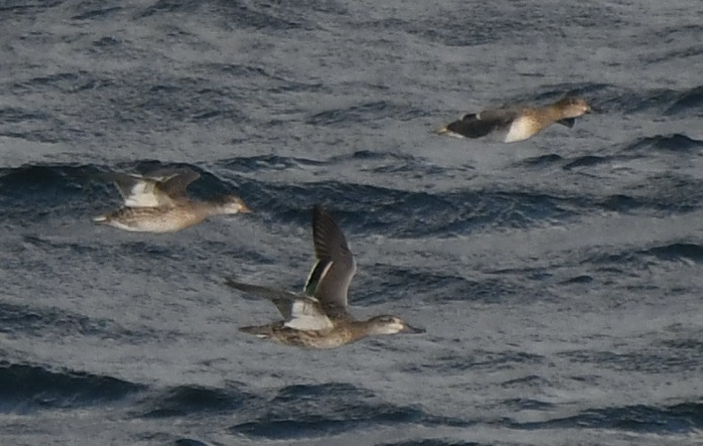 eBird Checklist - 4 Oct 2022 - Halibut Point SP - 36 species (+1 other ...