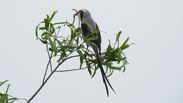 Streamer-tailed Tyrant - ML490425721