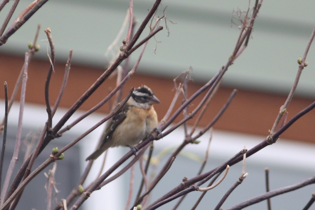 Black-headed Grosbeak - Aaron Bowman