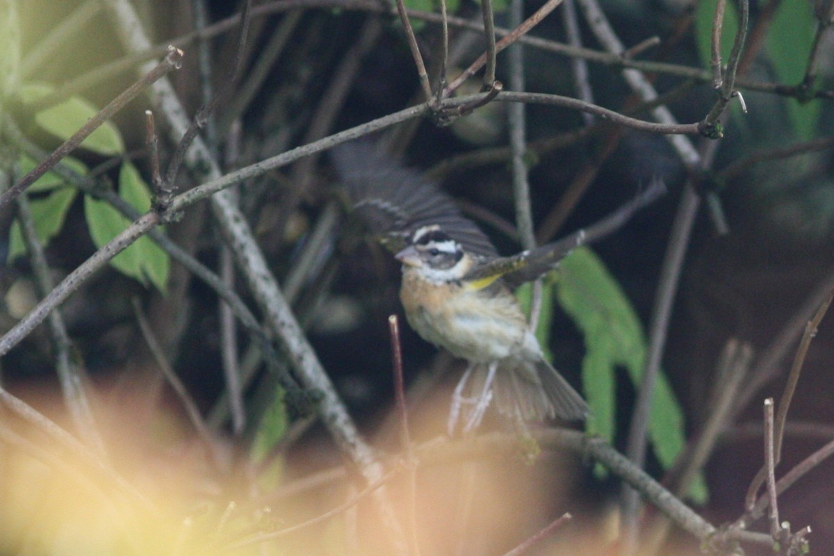 Black-headed Grosbeak - ML490425831