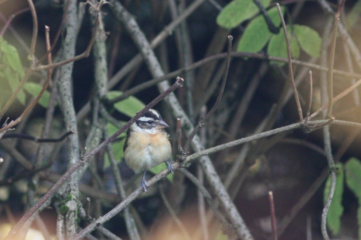 Black-headed Grosbeak - Aaron Bowman