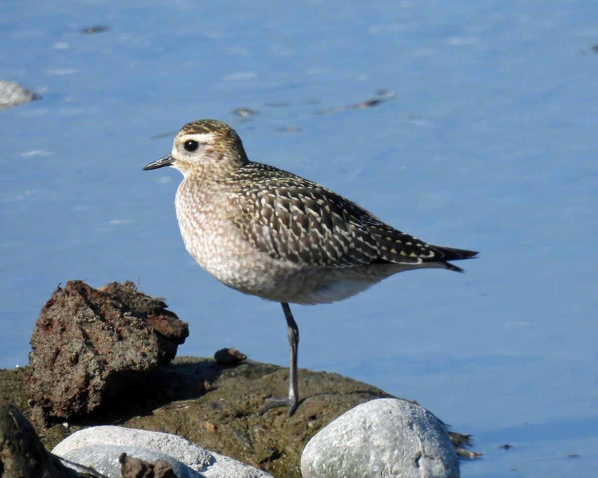 American Golden-Plover - ML490426341