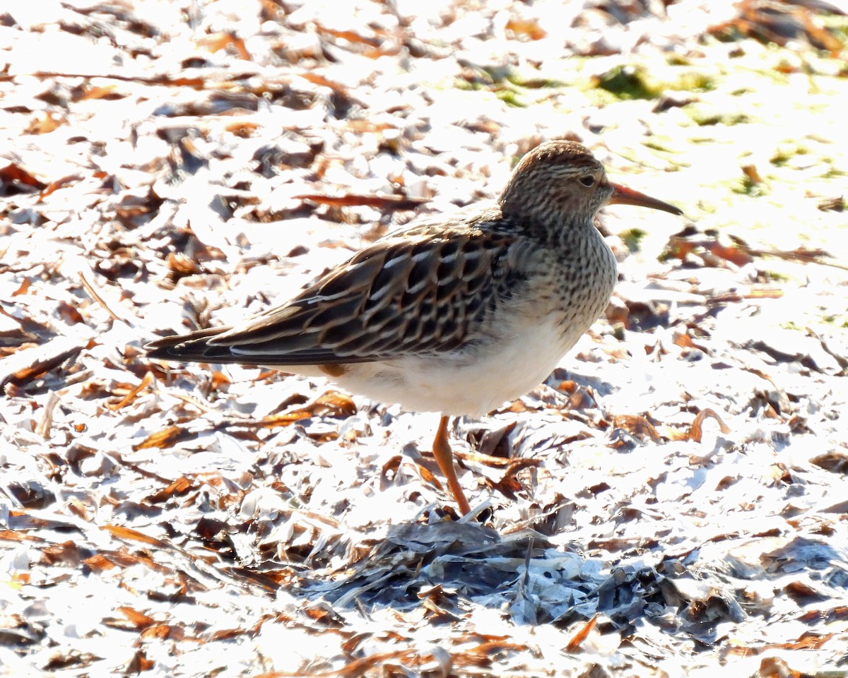 Pectoral Sandpiper - ML490426461
