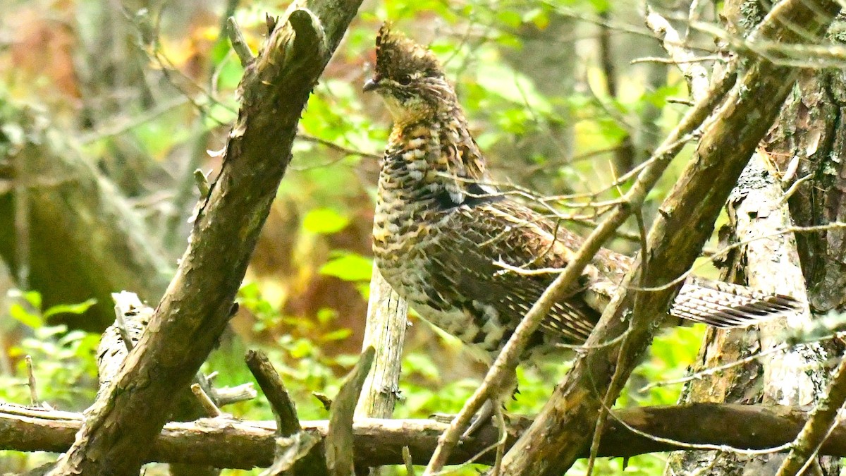 Ruffed Grouse - ML490426821