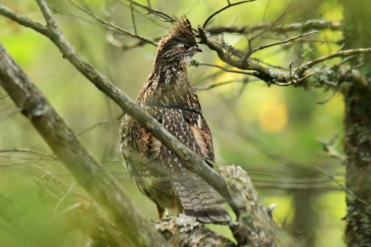 エリマキライチョウ - ML490426981