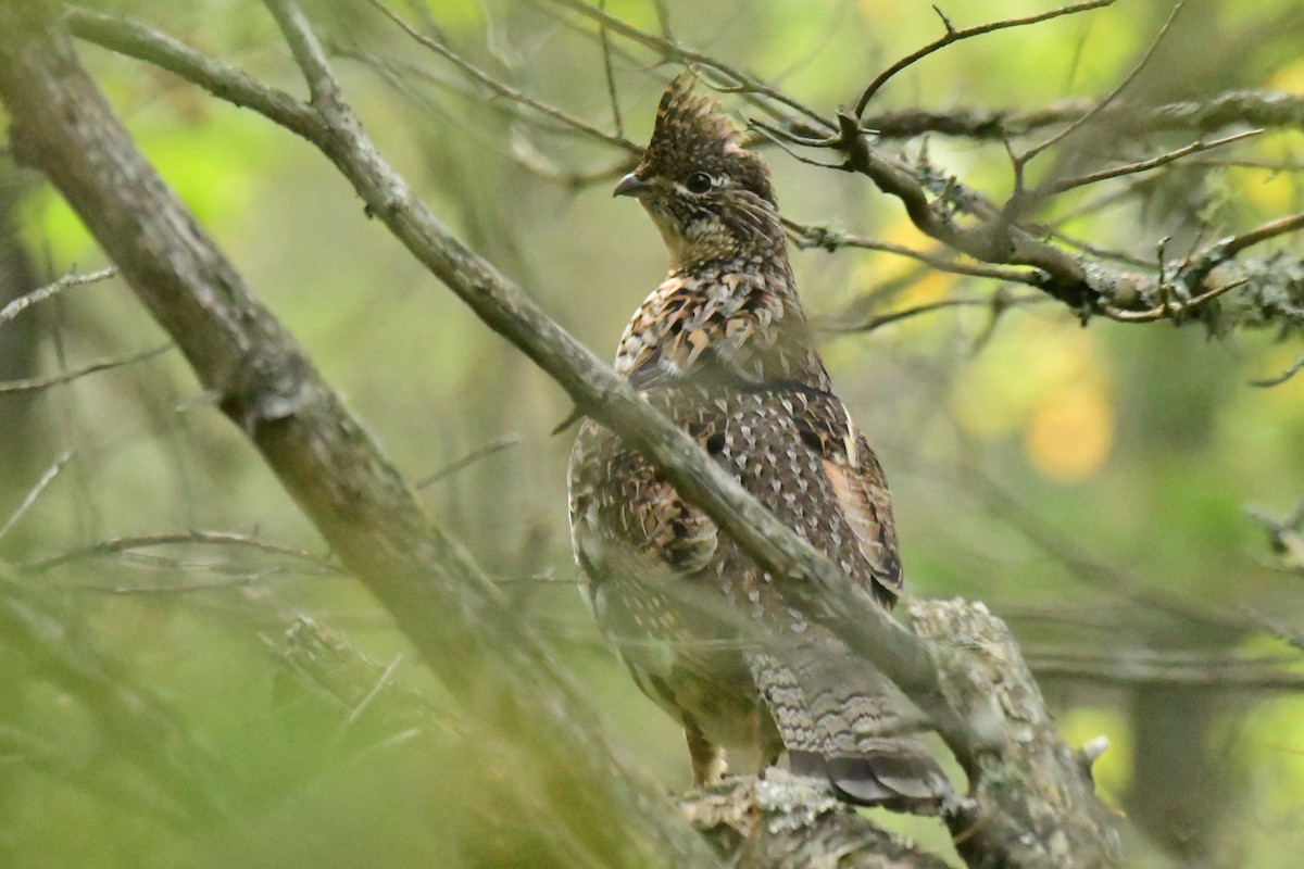 Ruffed Grouse - Randy McCarthy