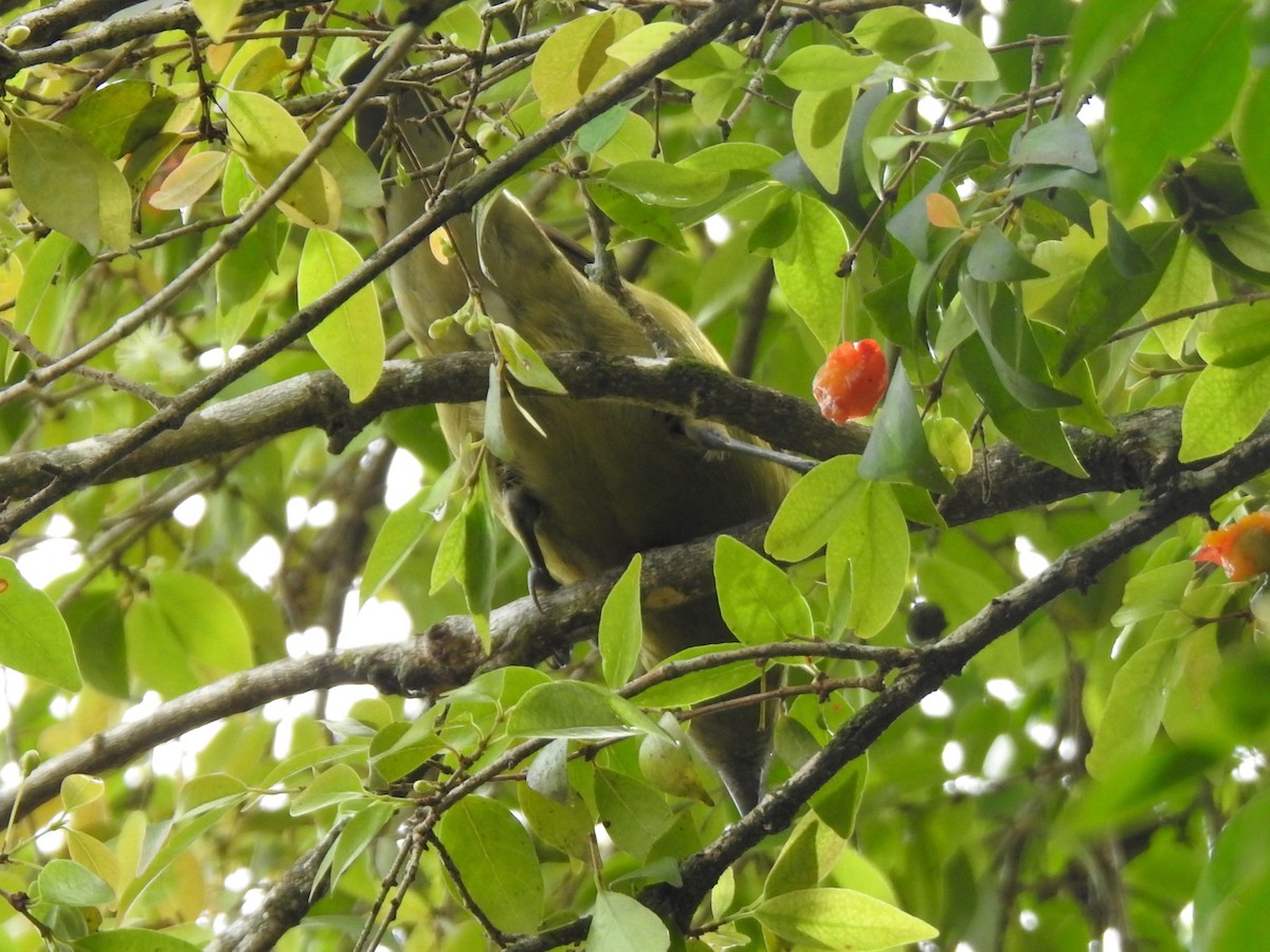 Palm Tanager - Diego Castelli