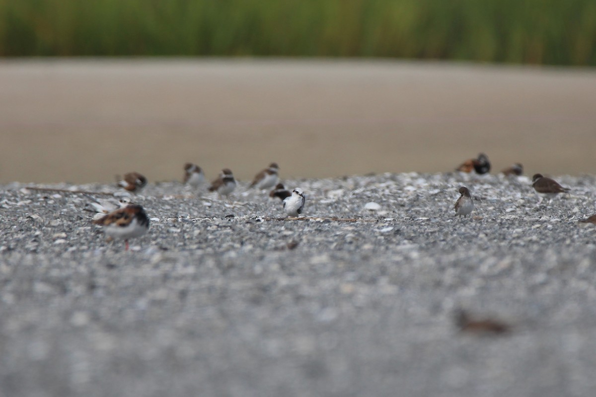 Least Tern - ML490430661