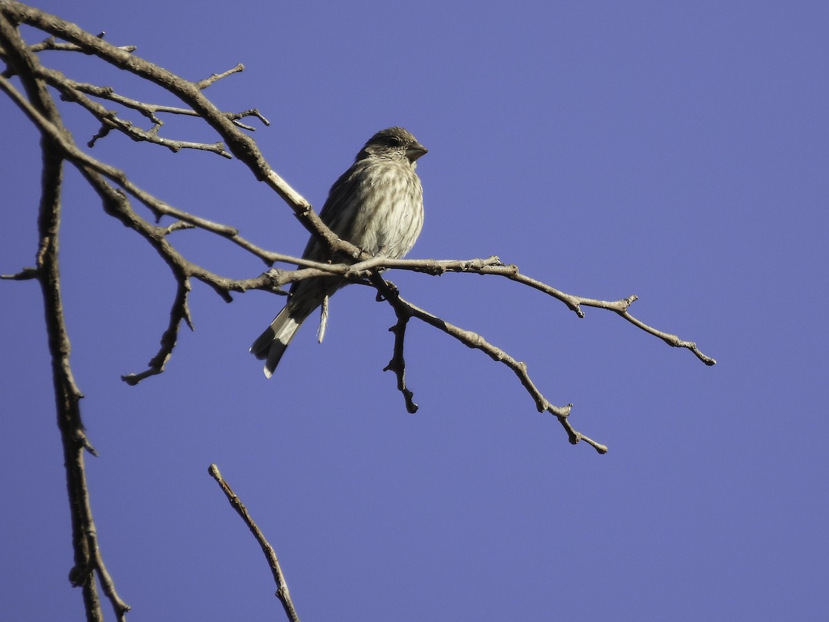 House Finch - ML490431081