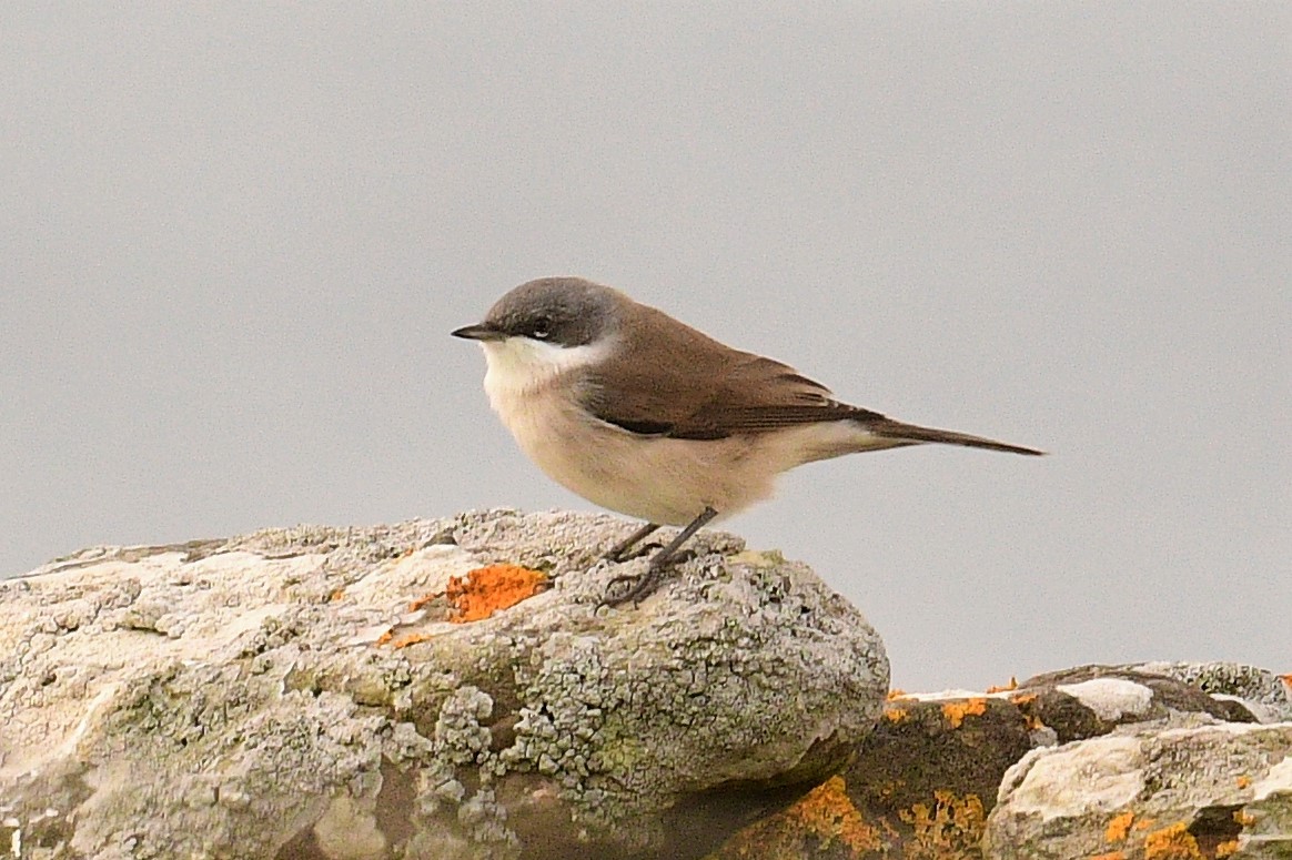 Тарчигнаа зэржгэнэ - ML490431091