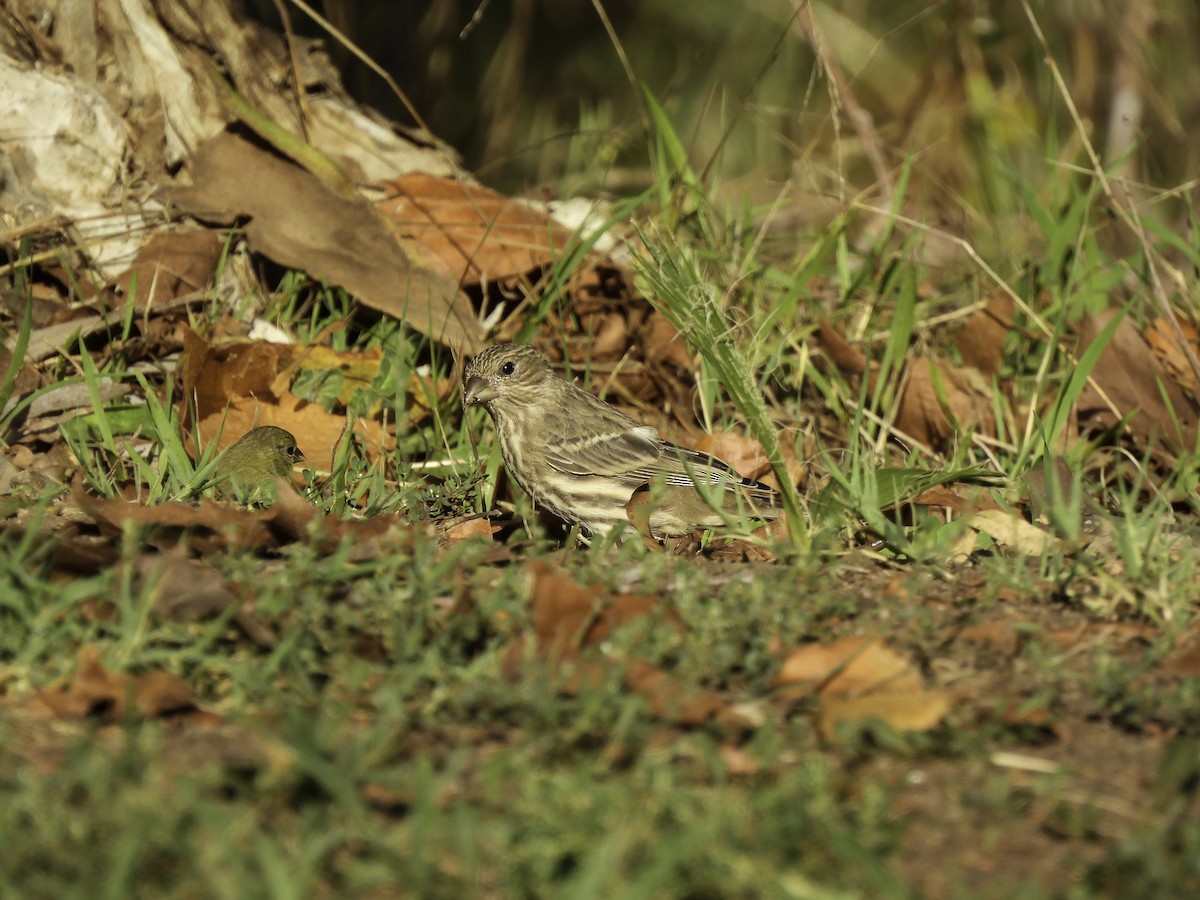 House Finch - ML490431181