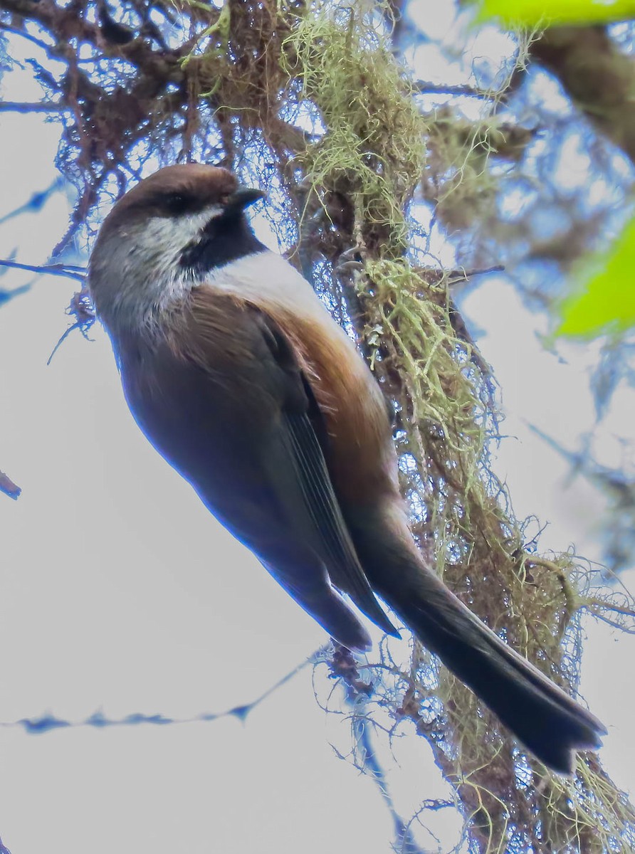 Mésange à tête brune - ML490435061