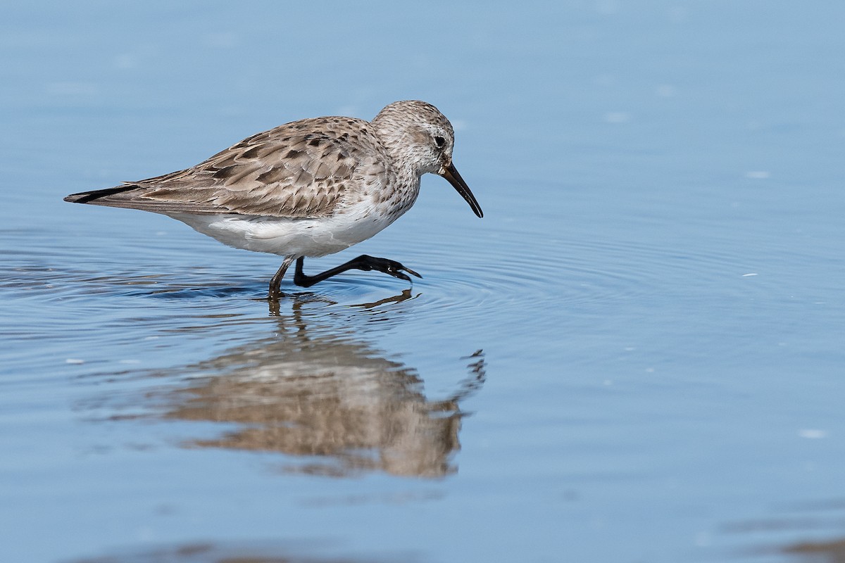 Weißbürzel-Strandläufer - ML490436101