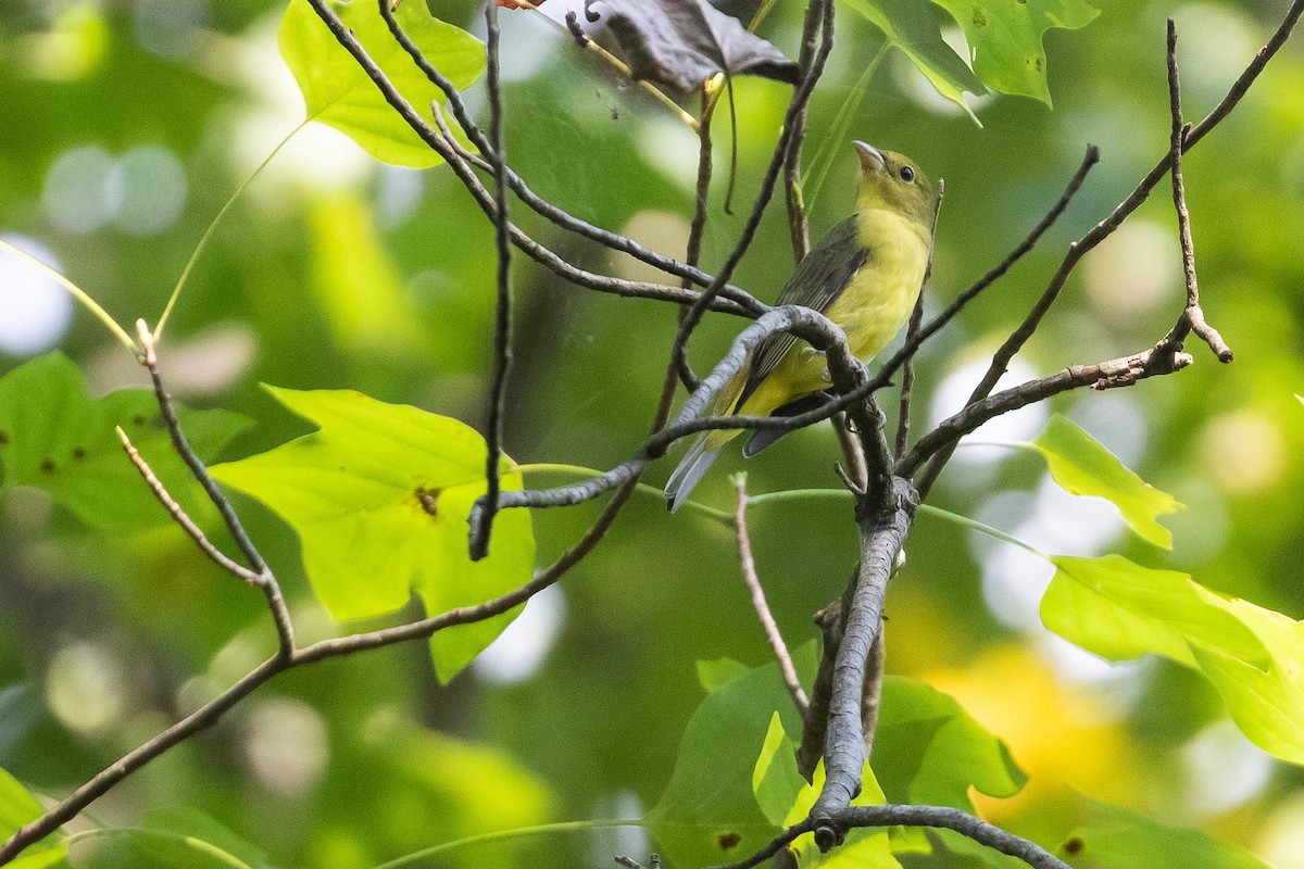 Scarlet Tanager - ML490437241