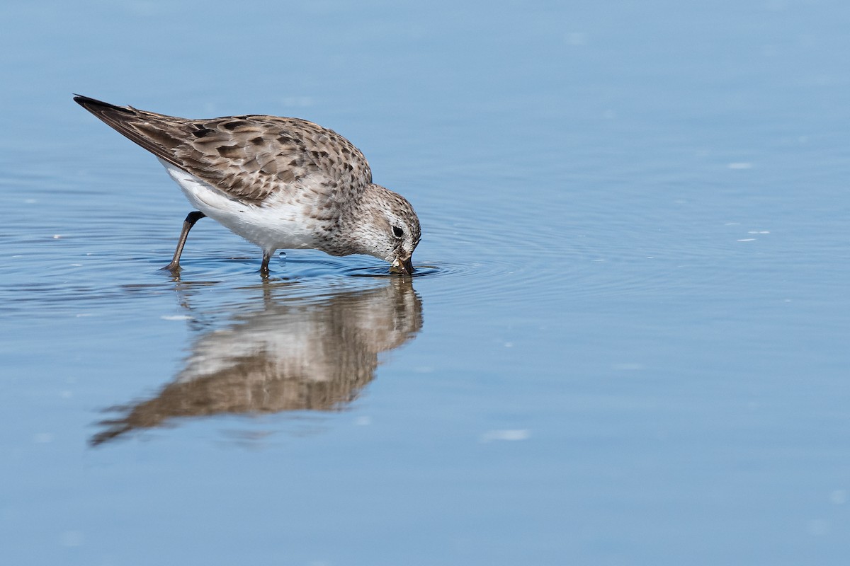 White-rumped Sandpiper - ML490437751