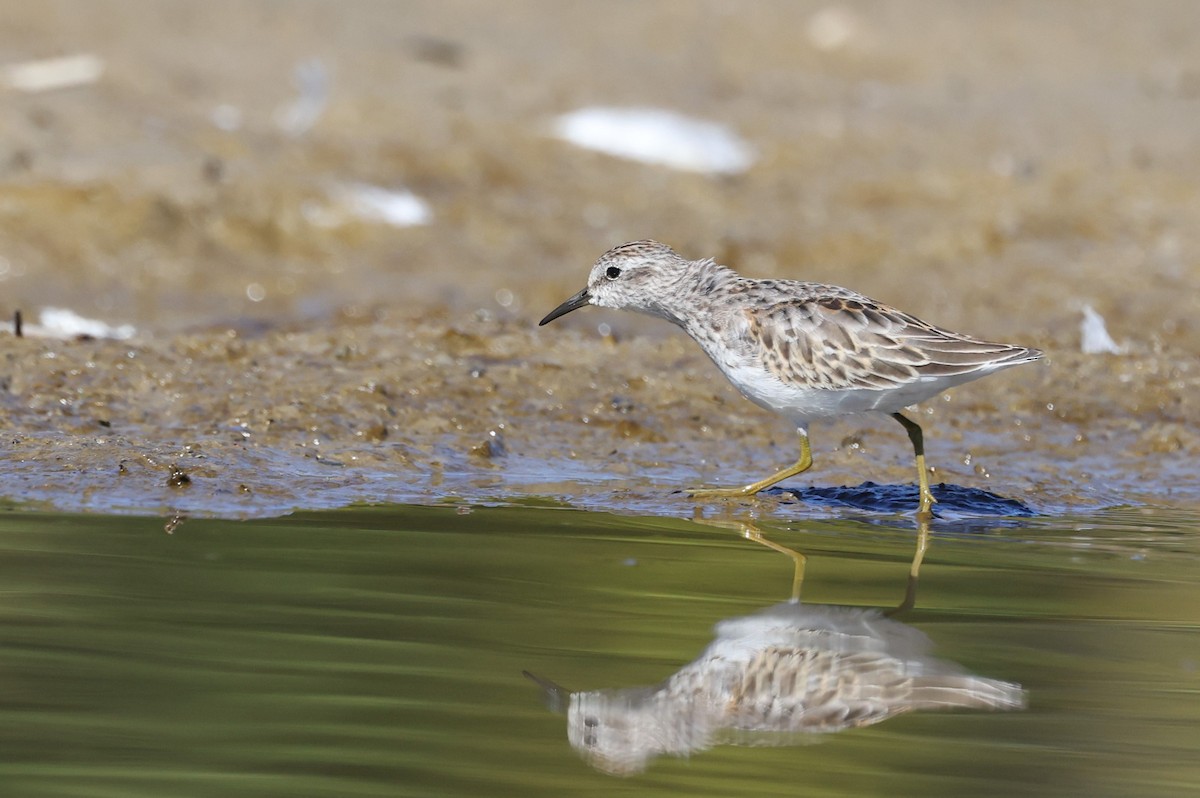 Least Sandpiper - ML490438391