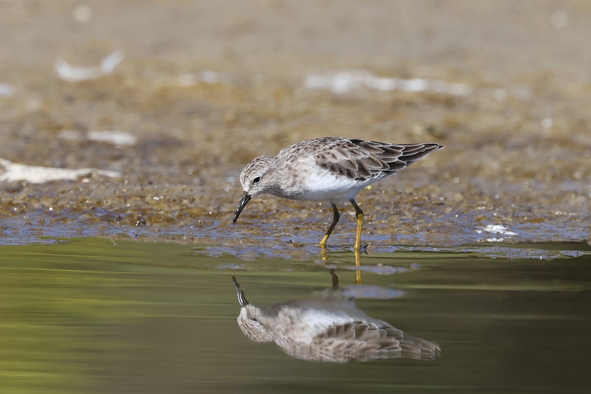 Least Sandpiper - ML490438401