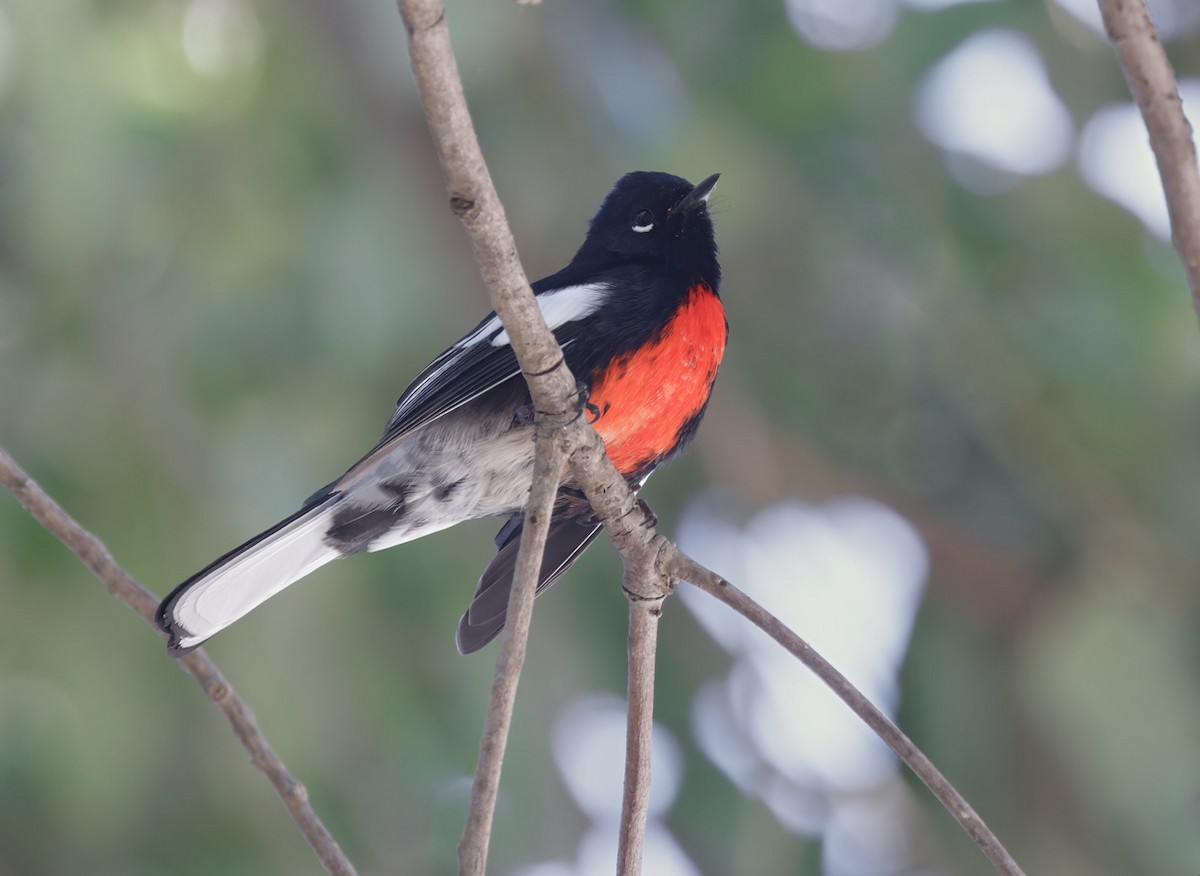 Painted Redstart - ML490441161