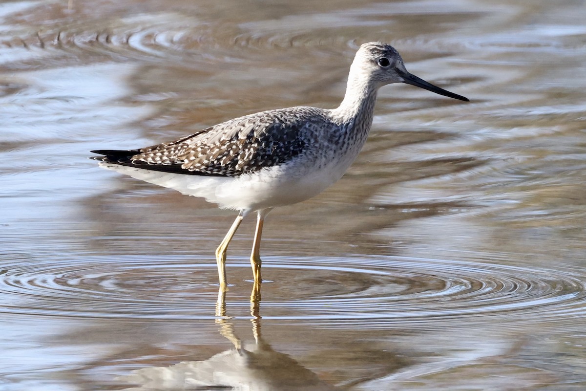 Greater Yellowlegs - ML490442721