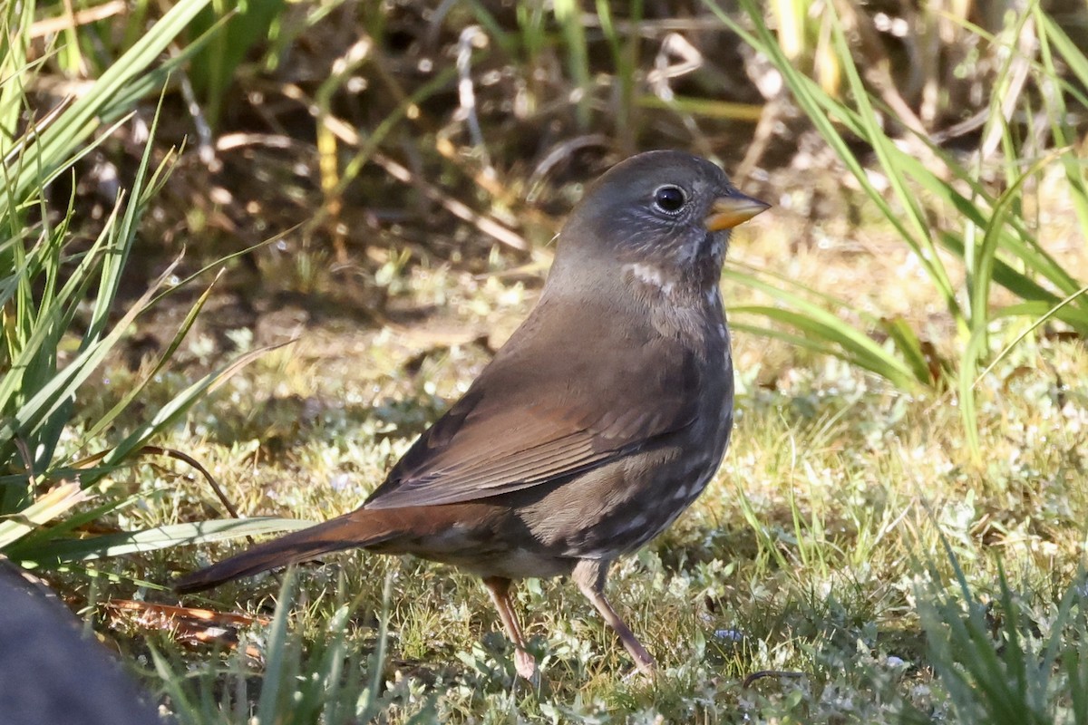 Fox Sparrow - ML490442881