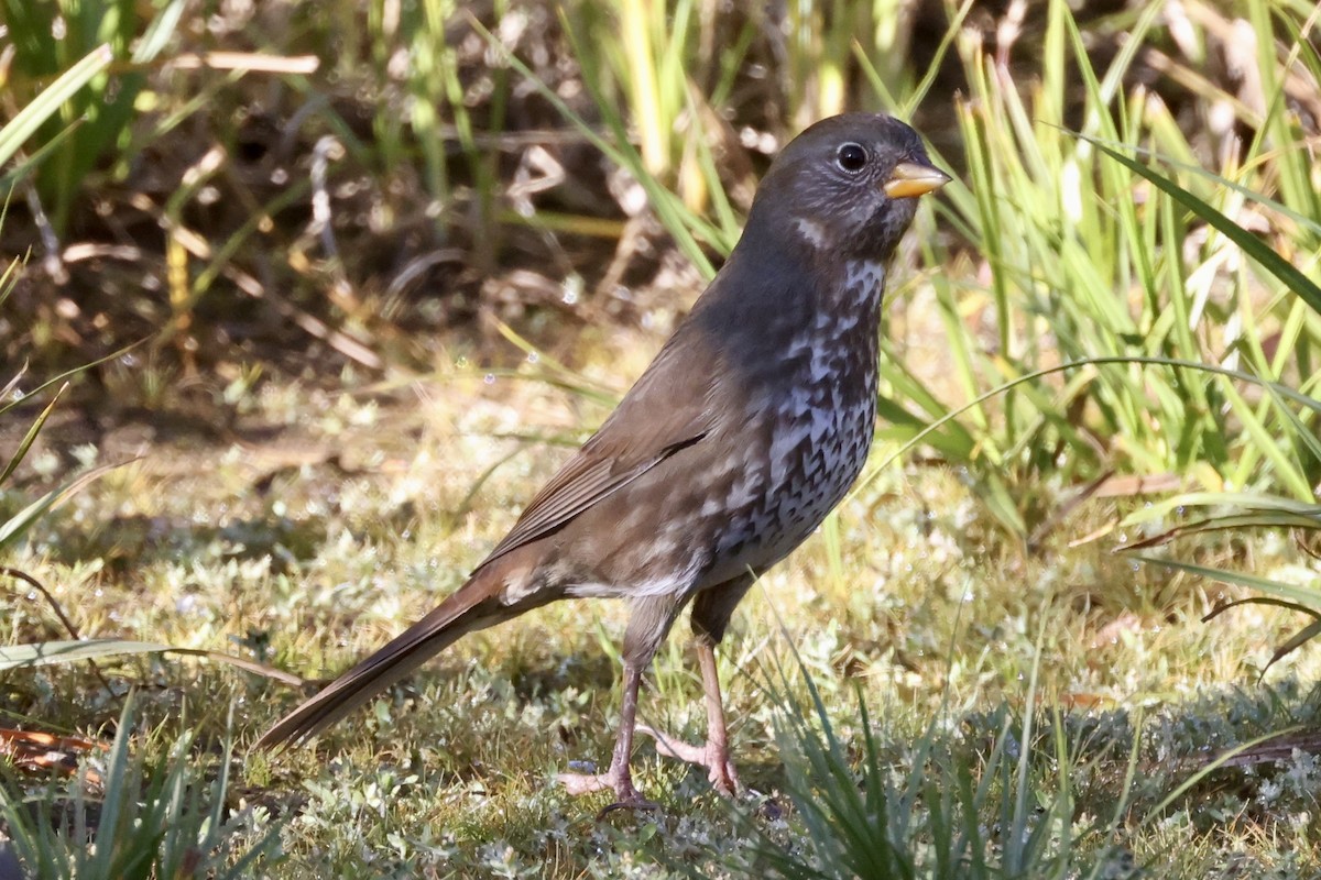 Fox Sparrow - ML490442891