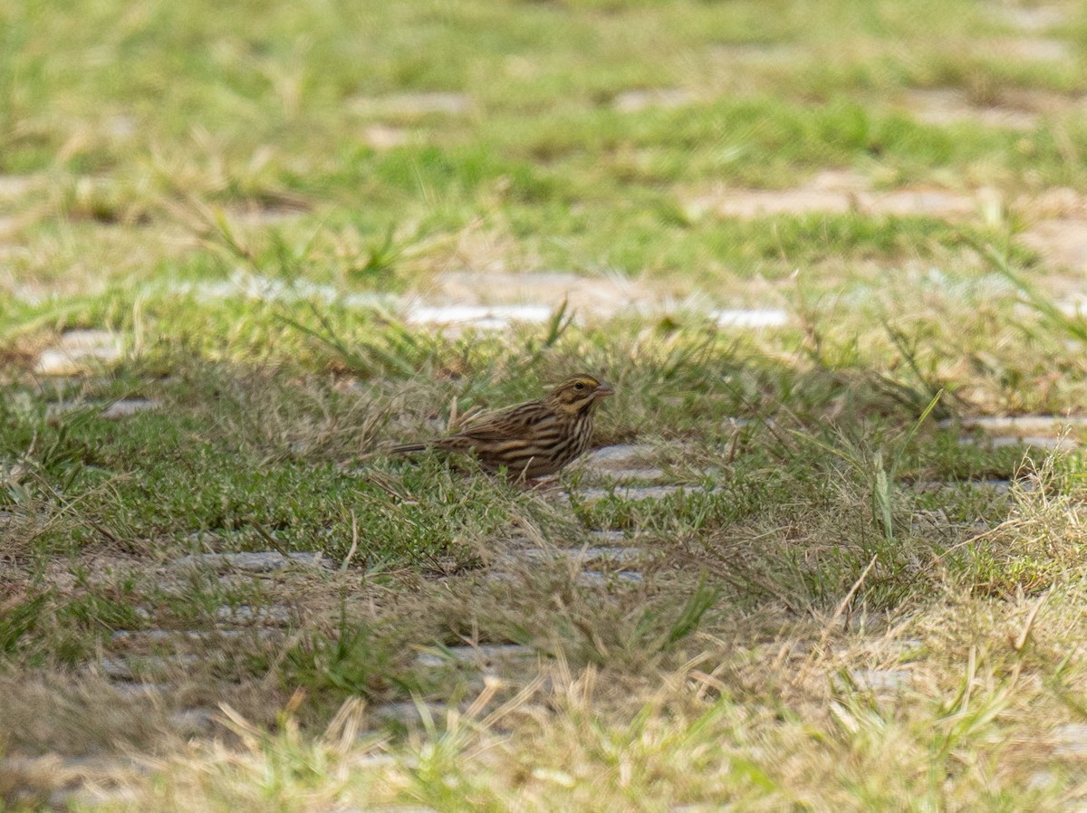 Savannah Sparrow - ML490444771