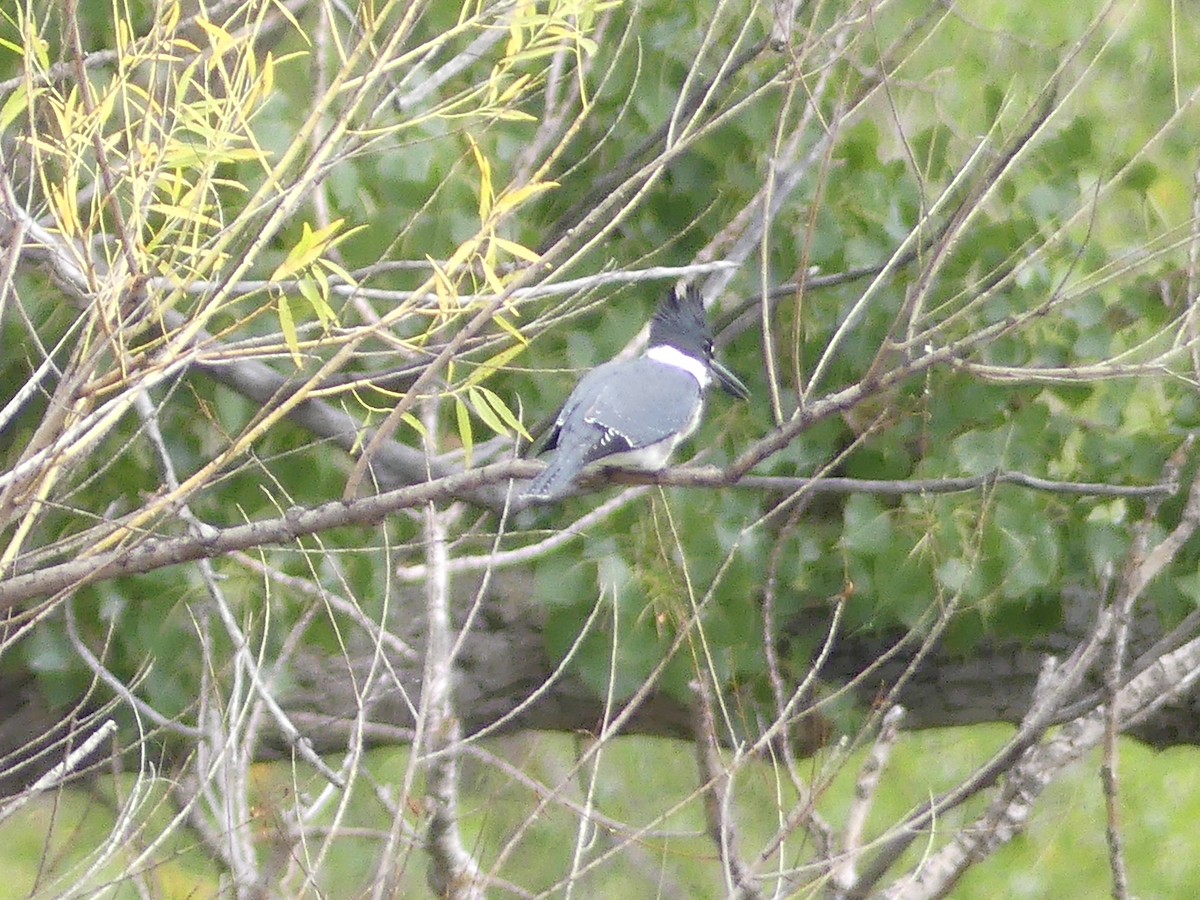 Belted Kingfisher - ML490444981