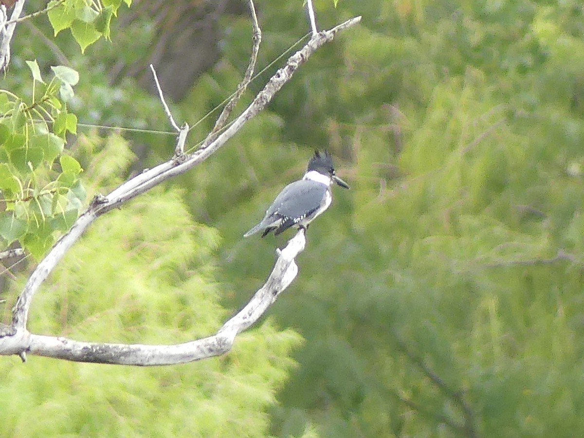 Belted Kingfisher - ML490445561