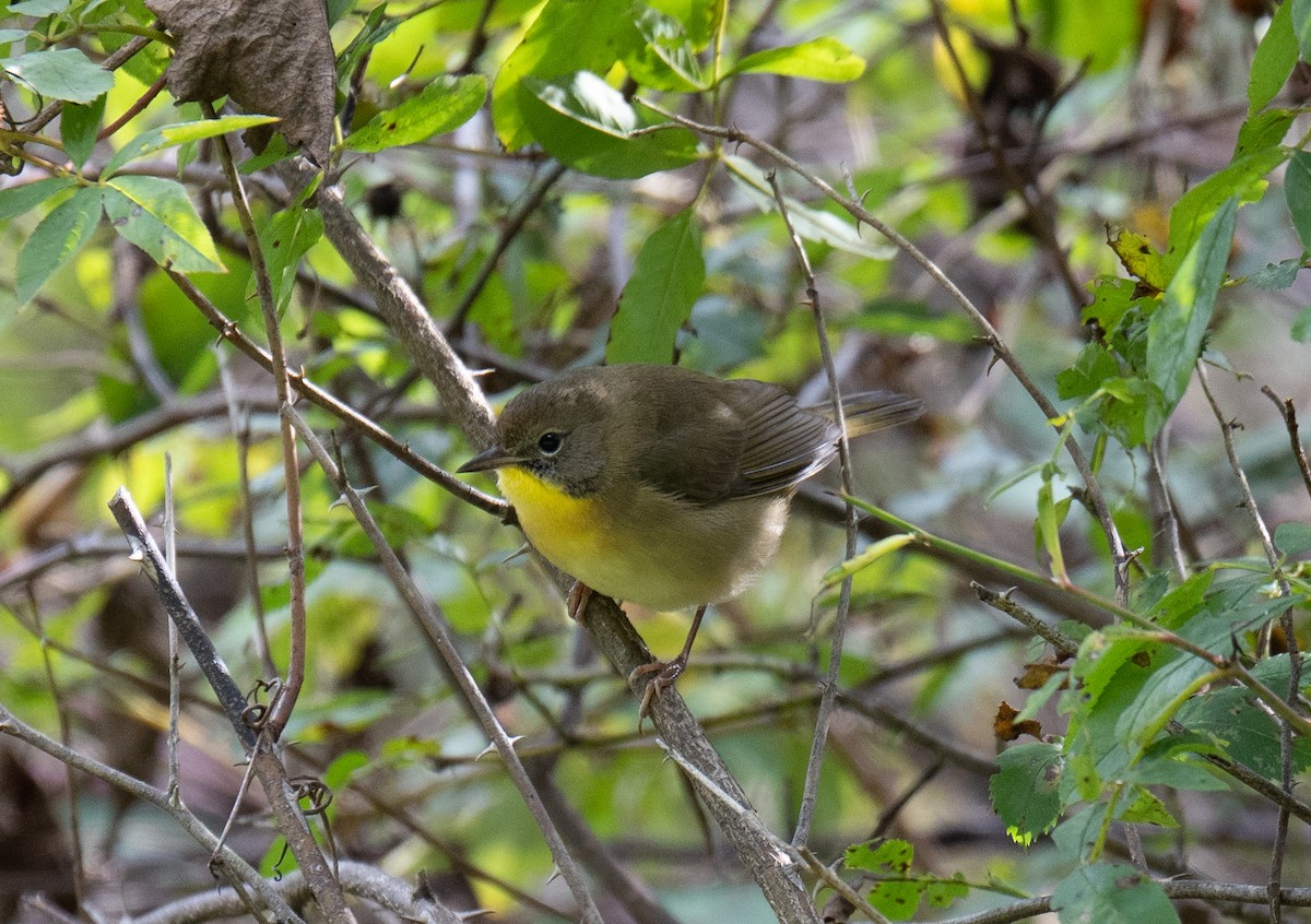 Common Yellowthroat - ML490445811