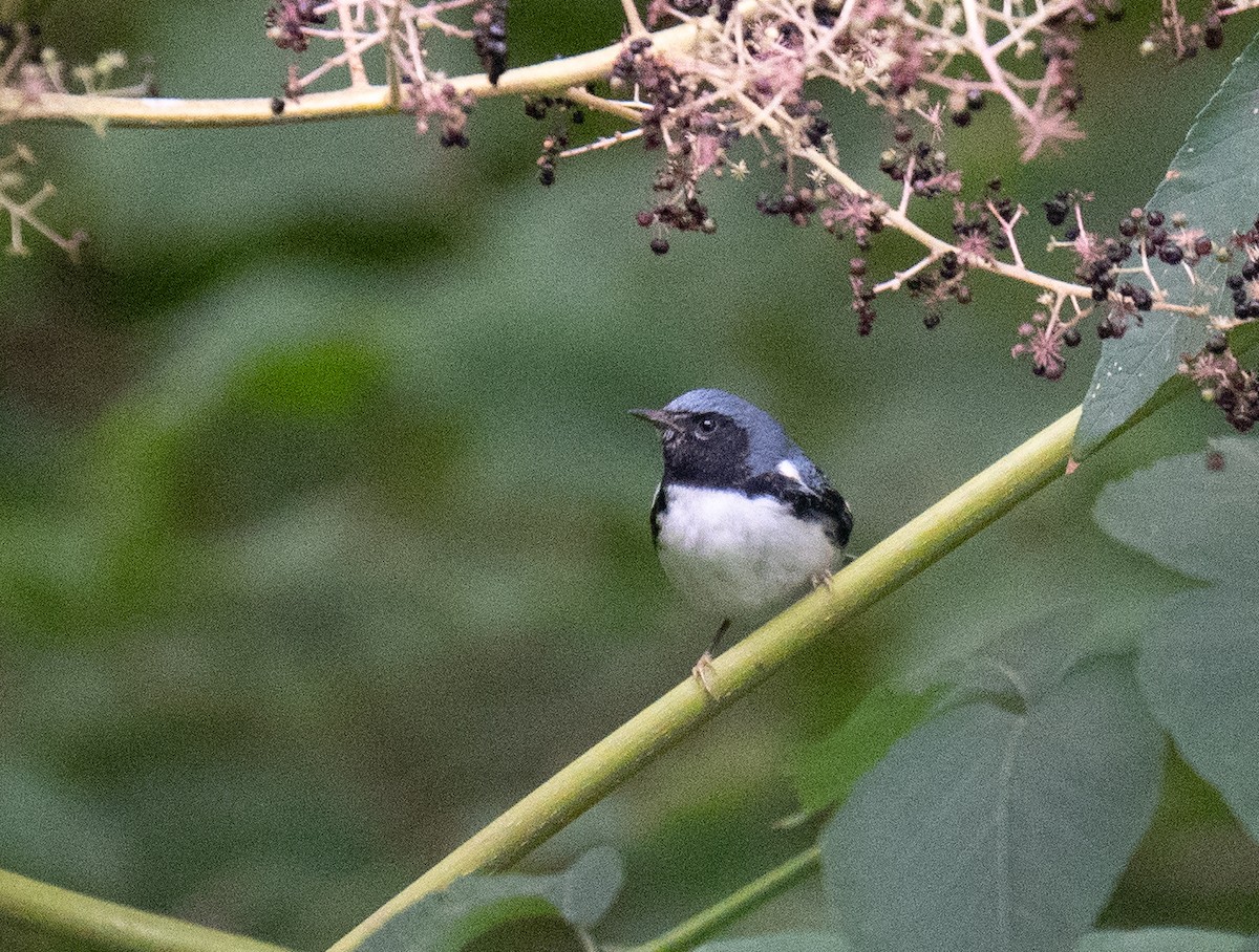 Black-throated Blue Warbler - ML490446311