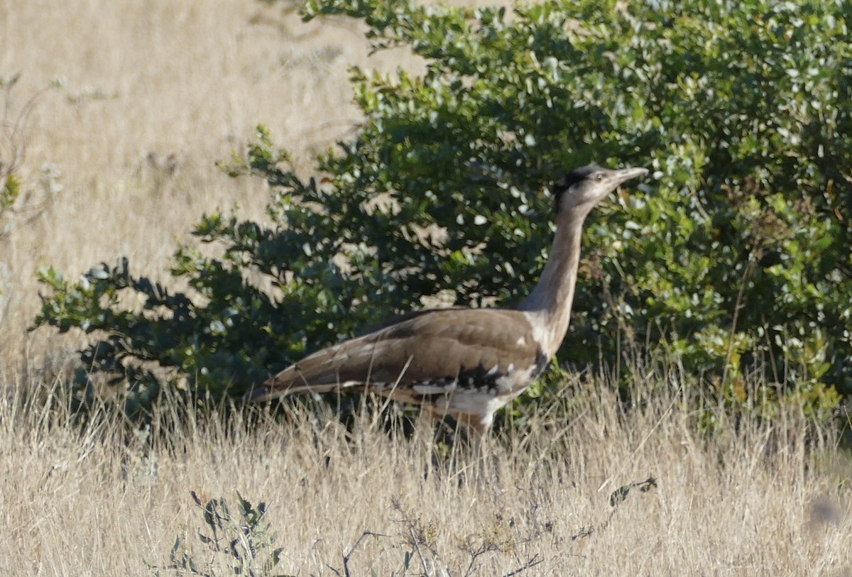 Australian Bustard - ML490449711