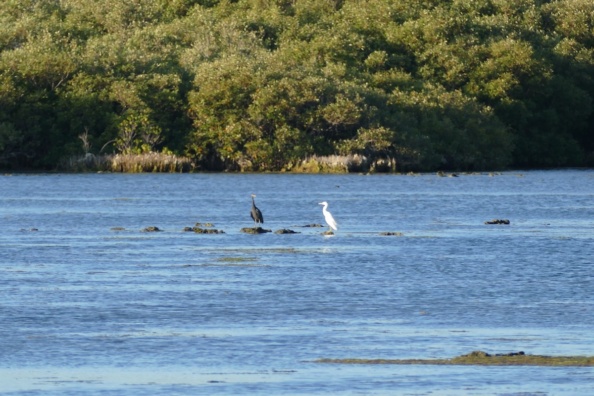 Pacific Reef-Heron - ML490449801