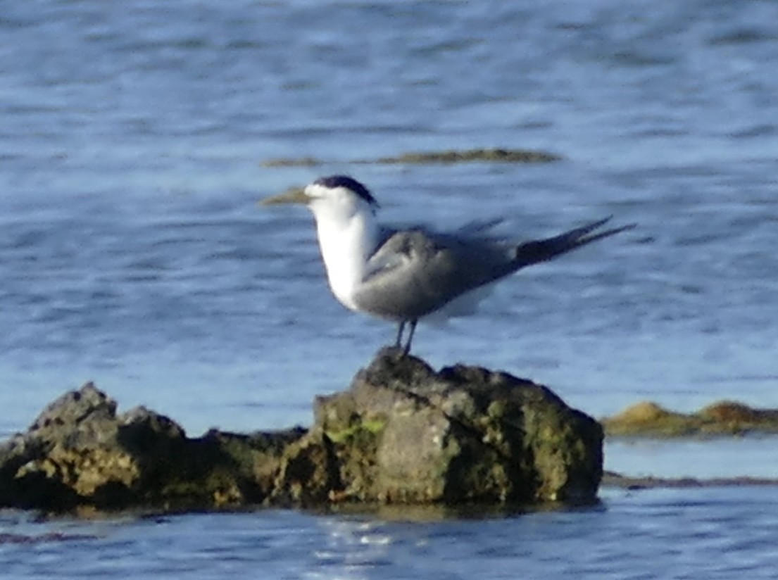 Great Crested Tern - ML490450221