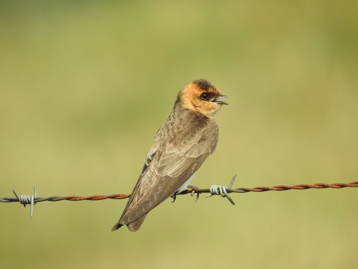 Tawny-headed Swallow - Daniel Lane