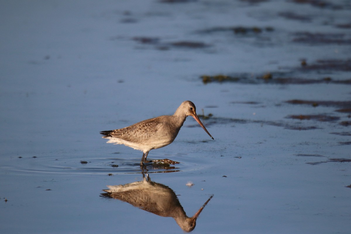 Hudsonian Godwit - Keith Matthieu