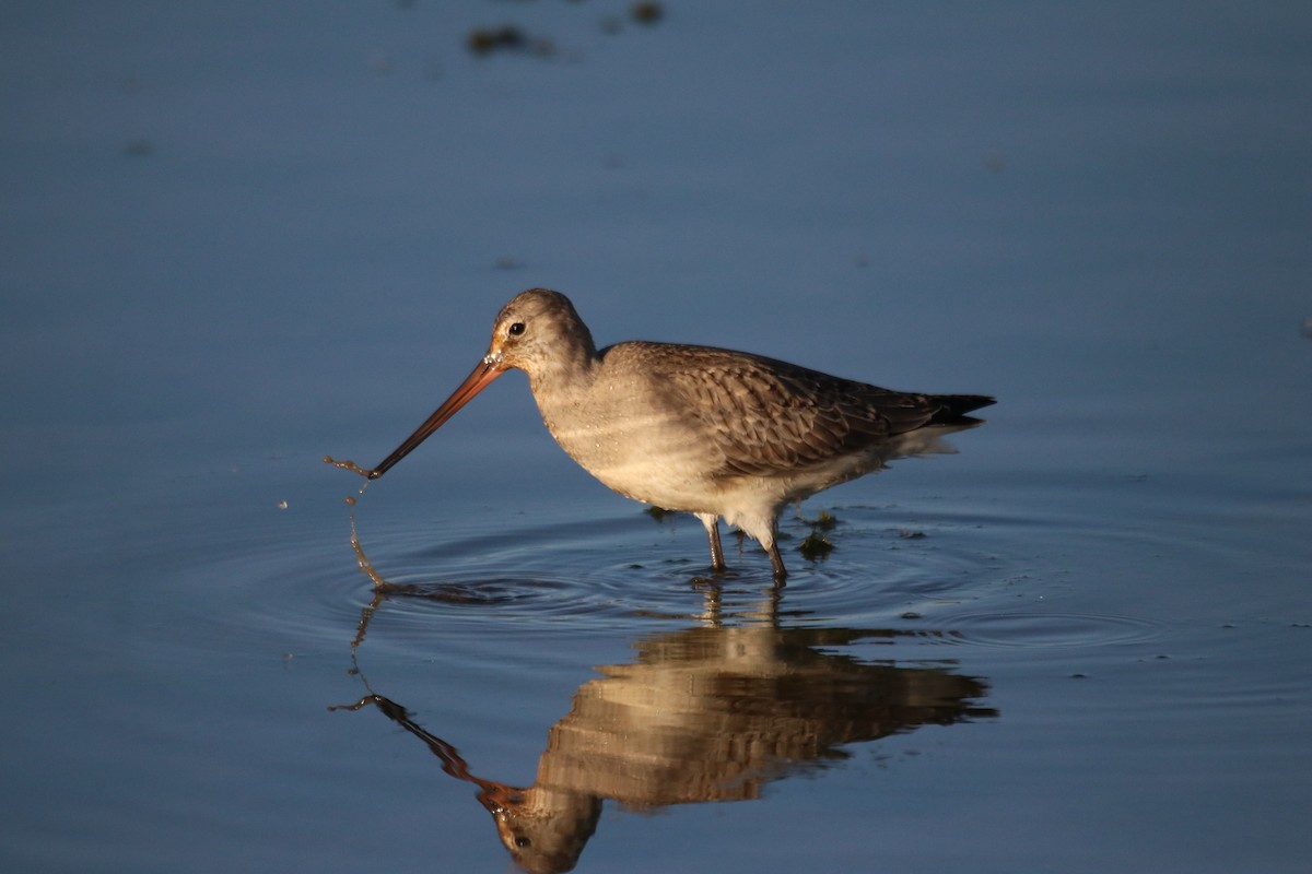 Hudsonian Godwit - ML490452331