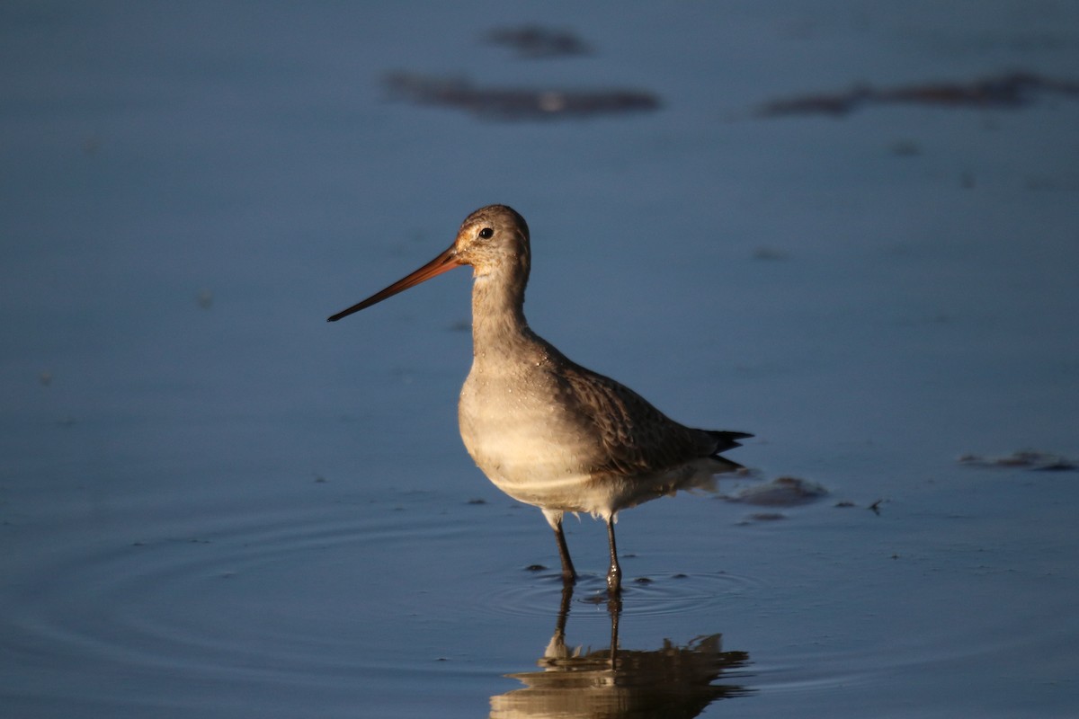 Hudsonian Godwit - ML490452341