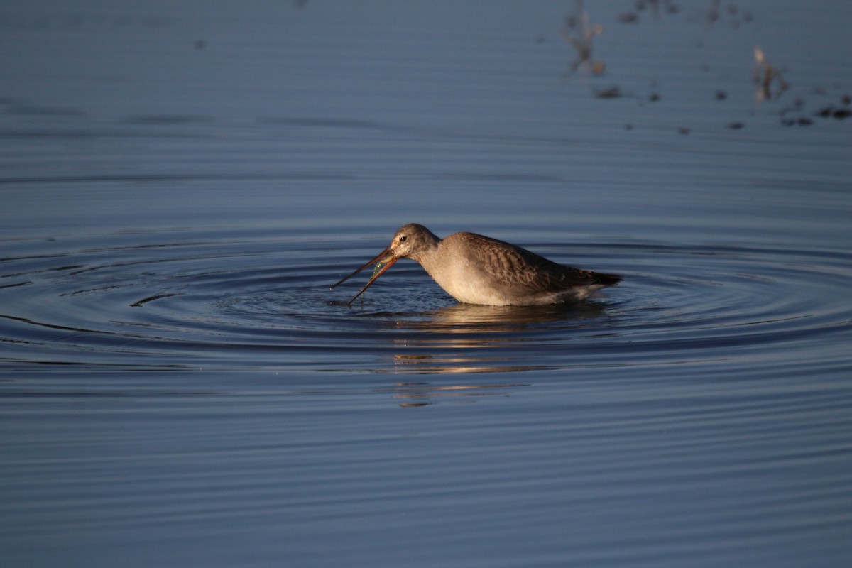 Hudsonian Godwit - Keith Matthieu