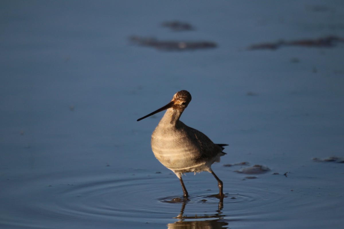 Hudsonian Godwit - Keith Matthieu