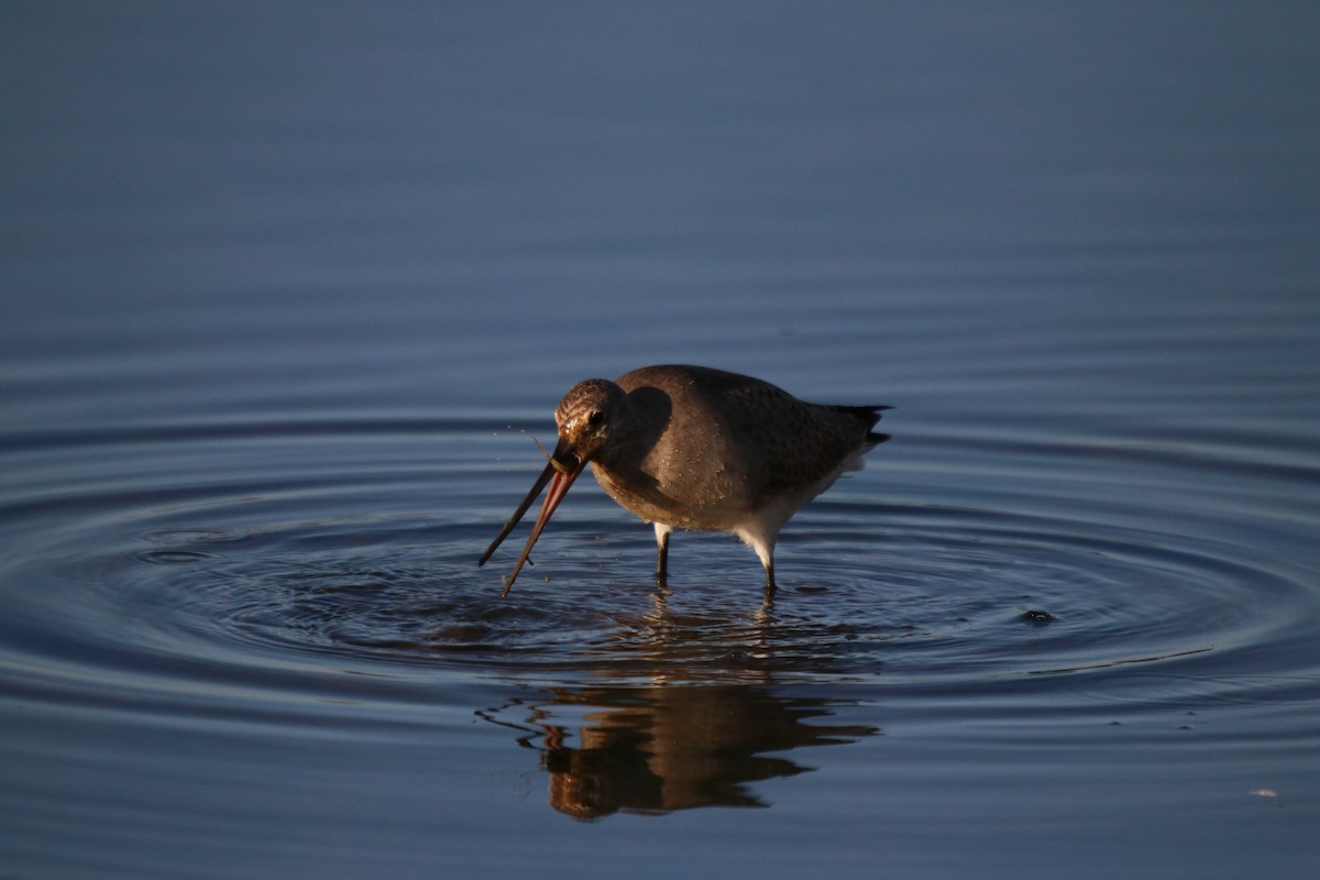 Hudsonian Godwit - ML490452371