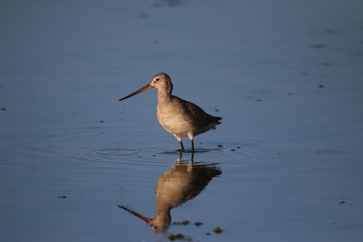 Hudsonian Godwit - ML490452381