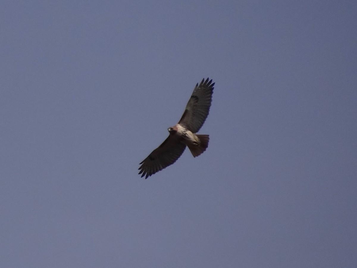 Red-tailed Hawk - ML49045351