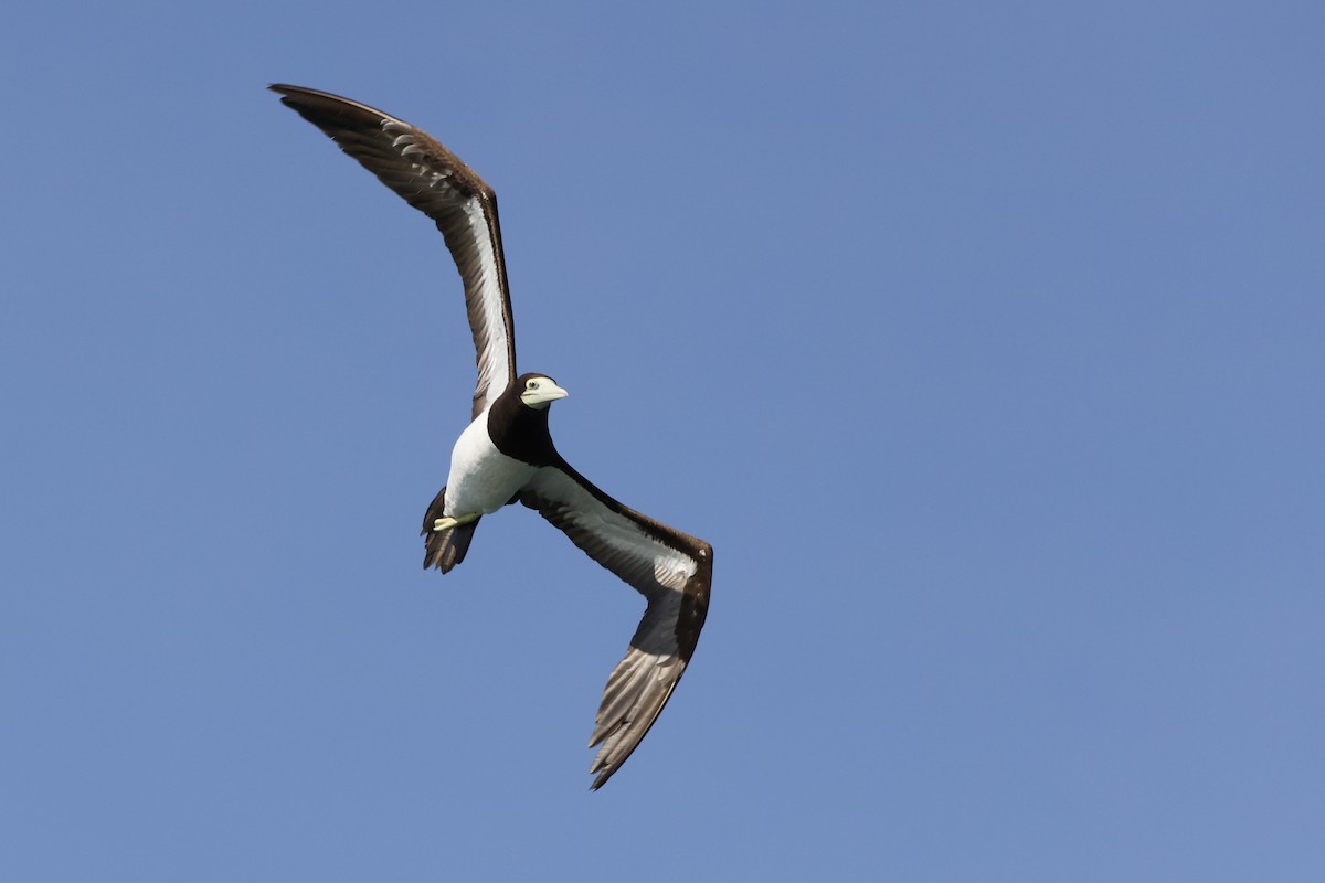 Brown Booby - ML490453711