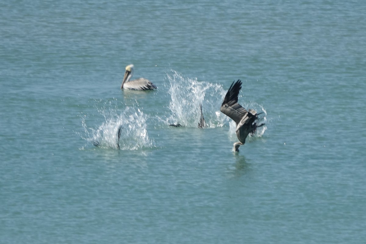 Brown Pelican - ML49045541