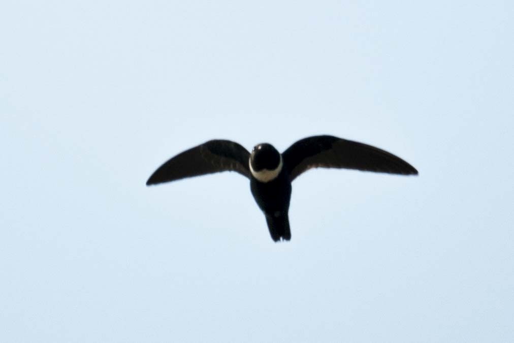 White-collared Swift - ML490459771