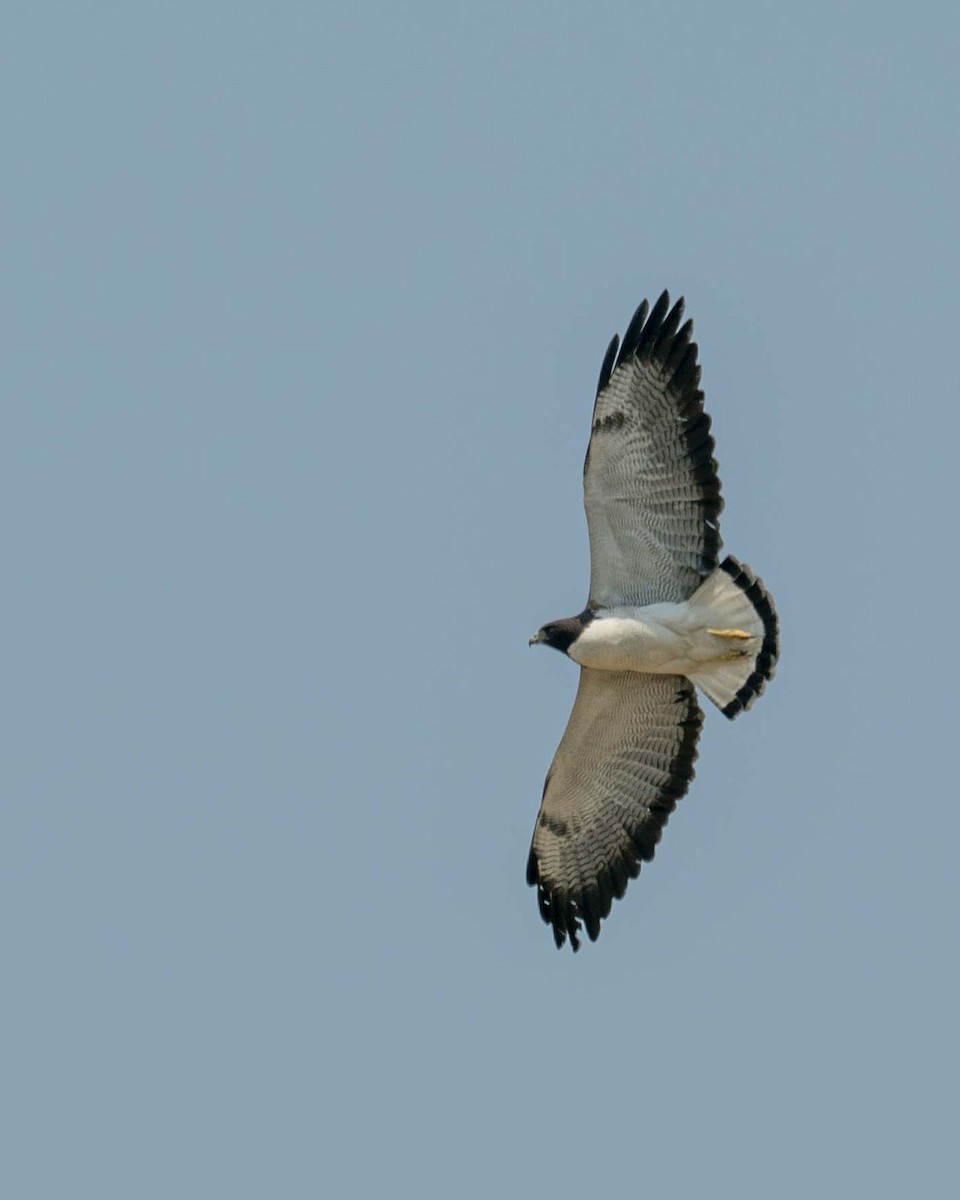 White-tailed Hawk - ML490459991